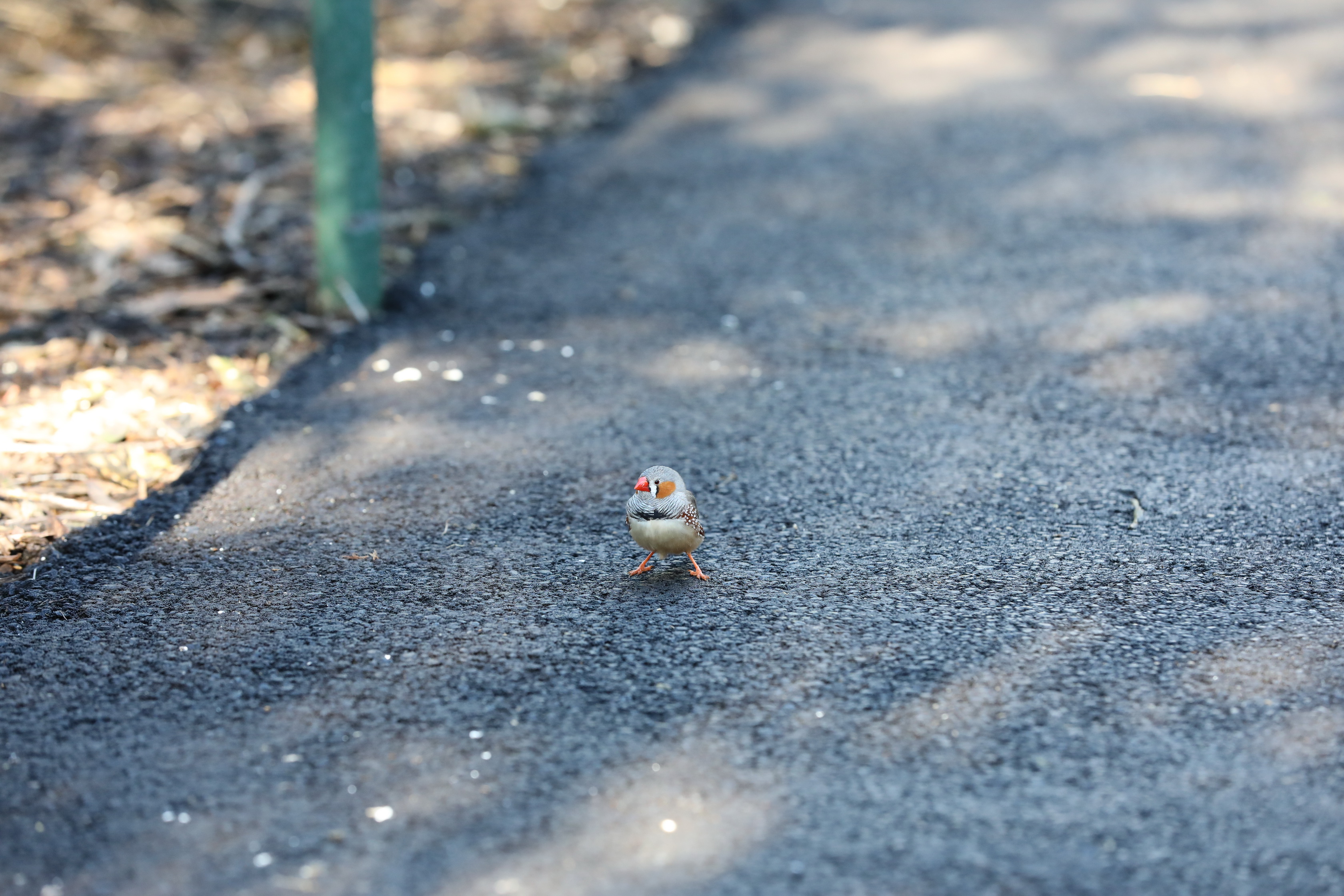 2019 07 19 13 46 20 Canon EOS 5D Mark IV 0014